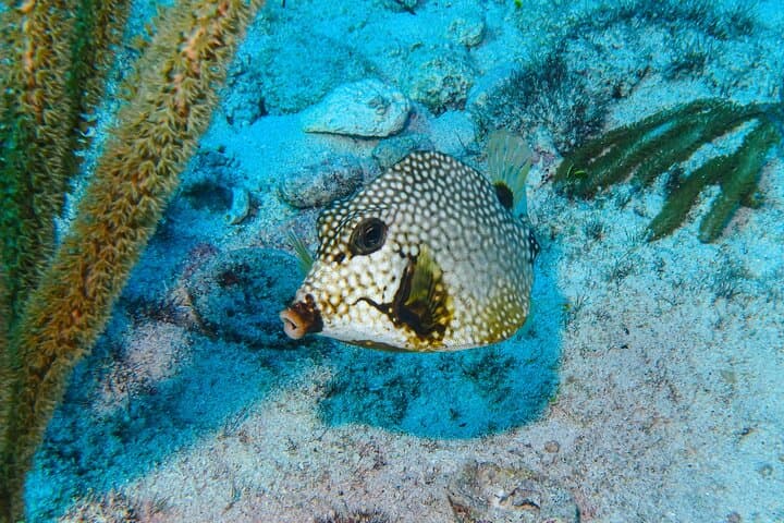 Snorkel at MUSA: Underwater Museum and Manchones Reef from Isla Mujeres photo 4