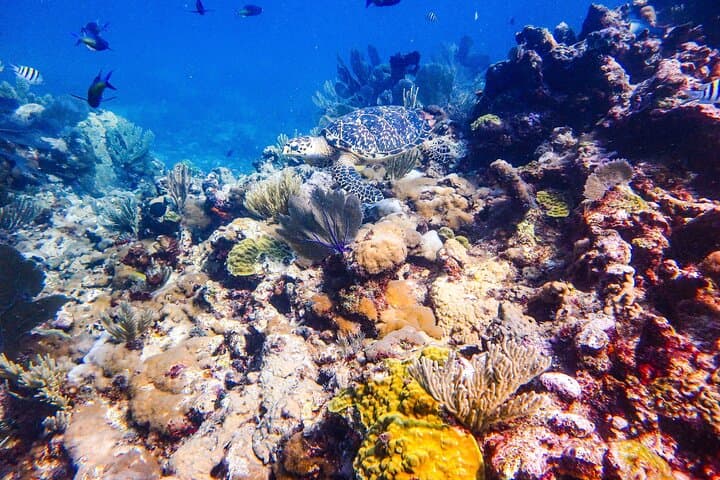 Snorkel at MUSA: Underwater Museum and Manchones Reef from Isla Mujeres photo 5
