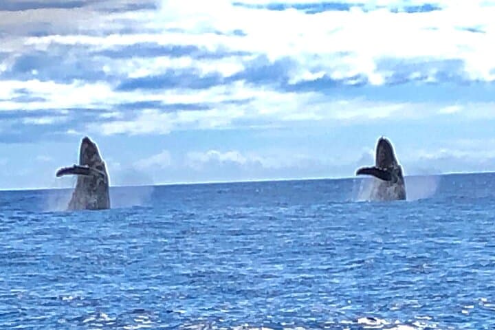 Kona Whale & Dolphin Watch — Humpbacks, Spinner Dolphins & Hydrophone Cruises photo 3