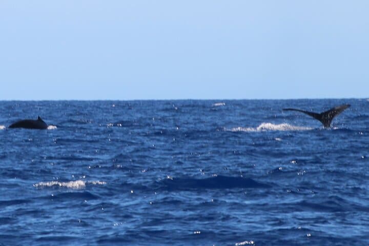 Kona Whale & Dolphin Watch — Humpbacks, Spinner Dolphins & Hydrophone Cruises photo 4