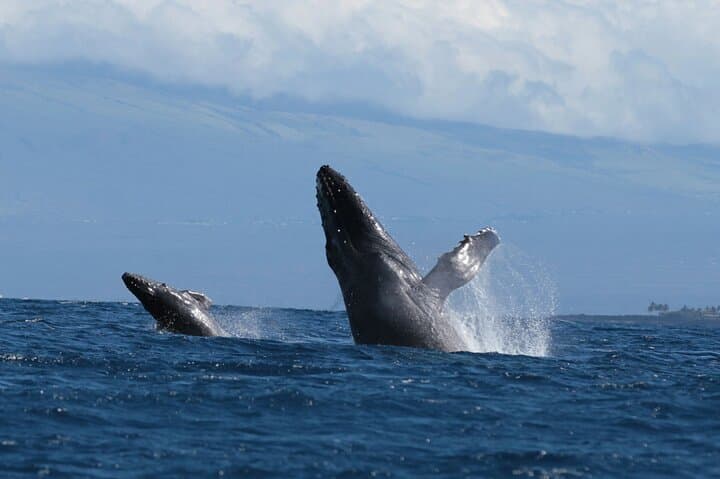 Kona Whale & Dolphin Watch — Humpbacks, Spinner Dolphins & Hydrophone Cruises photo 5