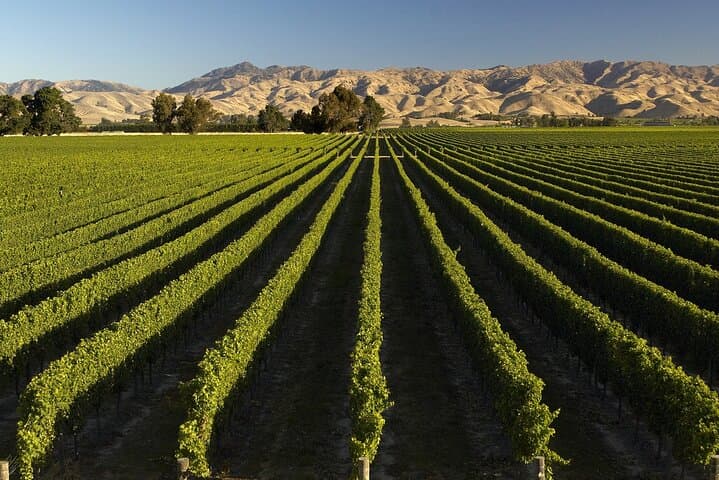 Marlborough Afternoon Wine Tour: Tastings in Blenheim's Vineyards photo 4
