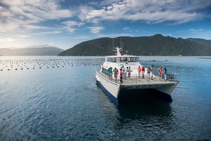 Seafood Odyssea: Marlborough Sounds Cruise from Picton — Salmon & Greenshell Mussel Tasting