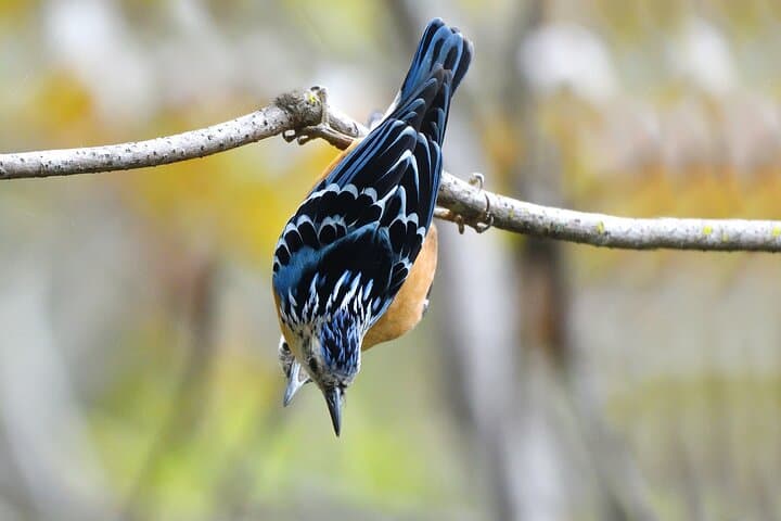 15-Day Bhutan Bird-Watching & Cultural Safari — Black-necked Cranes to Himalayan Monal photo 2