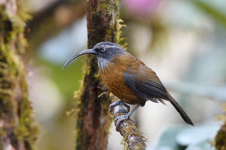 15-Day Bhutan Bird-Watching & Cultural Safari — Black-necked Cranes to Himalayan Monal photo 3