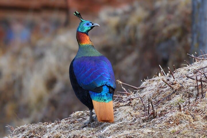 15-Day Bhutan Bird-Watching & Cultural Safari — Black-necked Cranes to Himalayan Monal photo 4