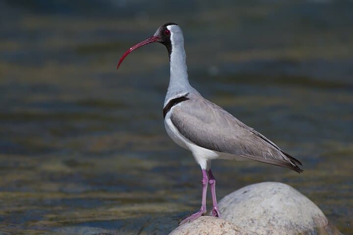 15-Day Bhutan Bird-Watching & Cultural Safari — Black-necked Cranes to Himalayan Monal photo 5