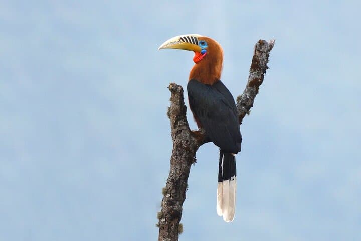 15-Day Bhutan Bird-Watching & Cultural Safari — Black-necked Cranes to Himalayan Monal photo 6