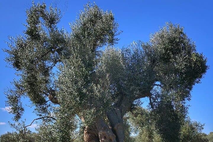 Bari to Alberobello and Matera: One-Day UNESCO Trulli and Sassi Tour photo 4