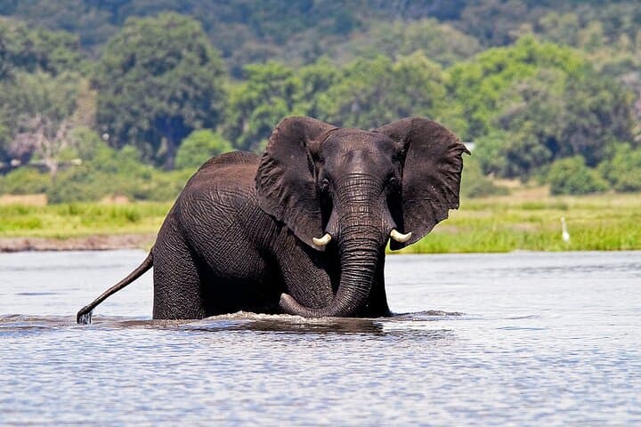 Victoria Falls Safari Pass: Chobe Day Trip, Helicopter Flights & River Adventures photo 6
