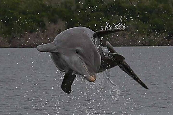 2-Hour Dolphin, Birding & Shelling Cruise in the 10,000 Islands (Naples) photo 4