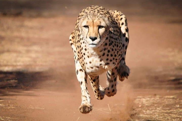 2-Day Private Safari in Tsavo East from Diani Beach — Overnight at Voi photo 3