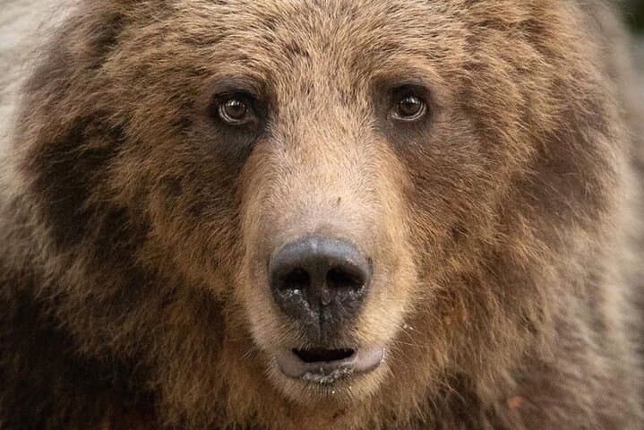 Bearwatching Day Hike in the High Tatras: From Poprad to Podbanské Valley photo 1
