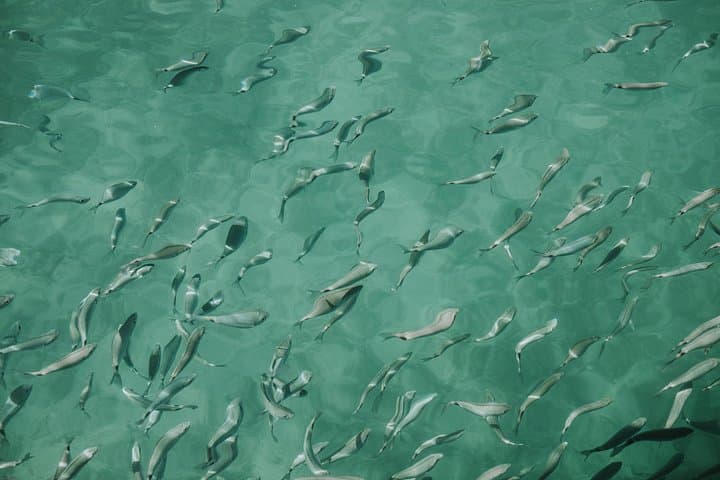 Pula Sunset Glass-Bottom Boat Tour: Swim with Fish & Coastal Caves photo 2