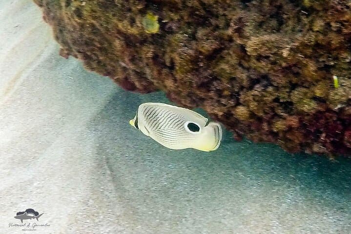 Fajardo Morning Snorkeling Tour to Icacos Island photo 6