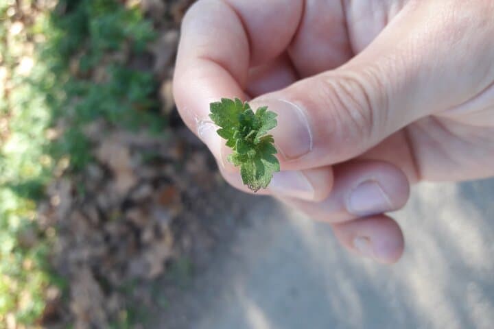 Gastronomic Wild Walk in Girona — Foraging, Mushrooms & Wild Tapas photo 3