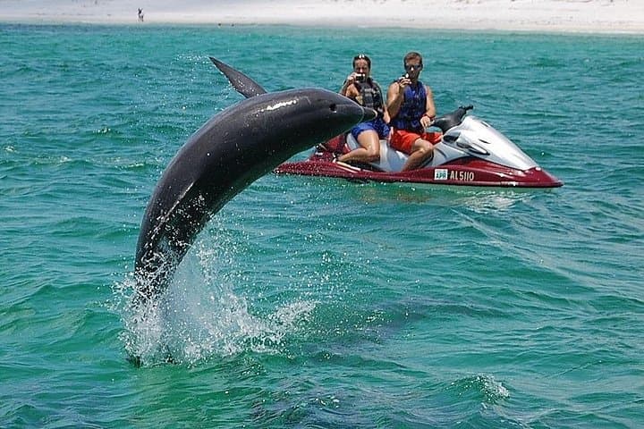 Crab Island Dolphin Jet-Ski Adventure: 2-Hour Guided Tour from Fort Walton Beach photo 1