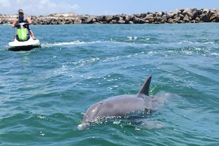 Crab Island Dolphin Jet-Ski Adventure: 2-Hour Guided Tour from Fort Walton Beach photo 2