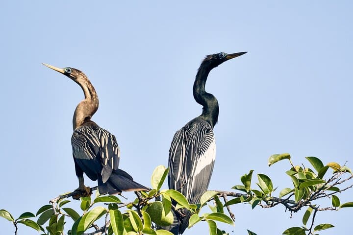 Birdwatching at Manialtepec Lagoon Near Puerto Escondido photo 5