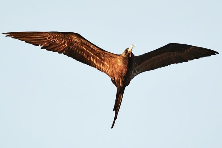 Birdwatching at Manialtepec Lagoon Near Puerto Escondido photo 6