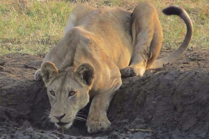 Mikumi National Park 2-Day Safari: Game Drives & Camp Bastian Wildlife Experience photo 2