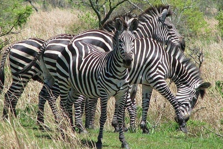 Mikumi National Park 2-Day Safari: Game Drives & Camp Bastian Wildlife Experience photo 3