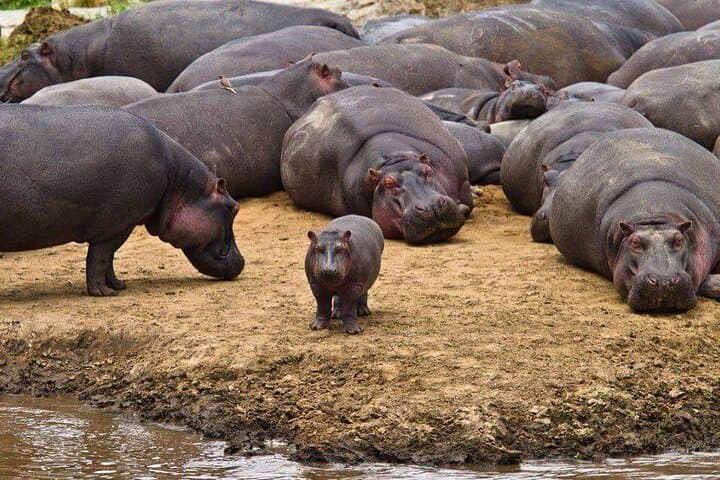 Mikumi National Park 2-Day Safari: Game Drives & Camp Bastian Wildlife Experience photo 4