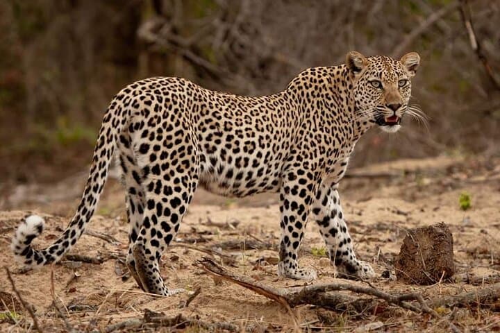 Mikumi National Park 2-Day Safari: Game Drives & Camp Bastian Wildlife Experience photo 6