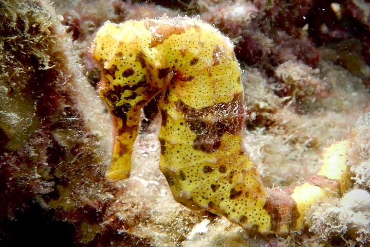 Sosúa Bay Two-Tank Dive for Certified Divers — Reefs, Wrecks & Caverns photo 3