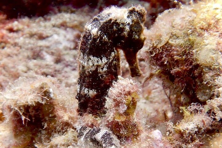 Sosúa Bay Two-Tank Dive for Certified Divers — Reefs, Wrecks & Caverns photo 4