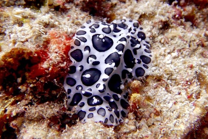 Sosúa Bay Two-Tank Dive for Certified Divers — Reefs, Wrecks & Caverns photo 5