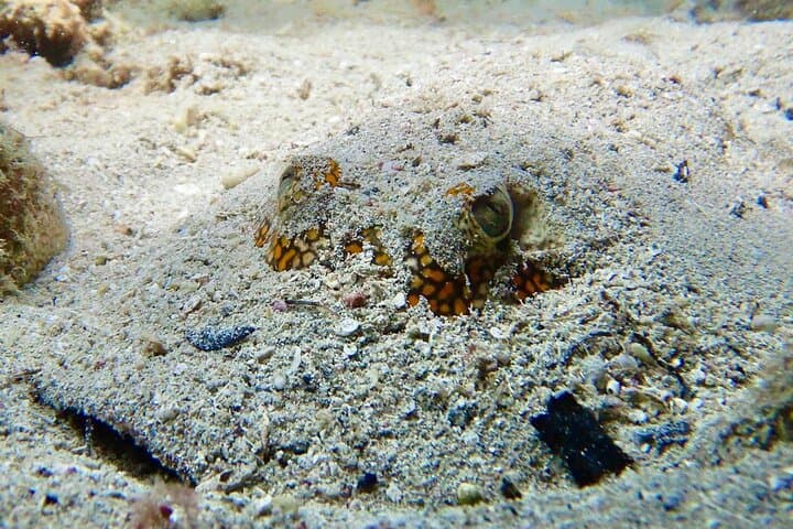 Sosúa Bay Two-Tank Dive for Certified Divers — Reefs, Wrecks & Caverns photo 6