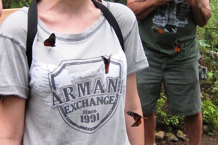 Guided Butterfly Conservatory Tour Arenal Costa Rica photo 2