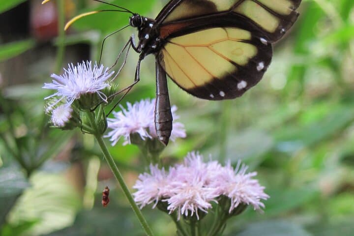 Guided Butterfly Conservatory Tour Arenal Costa Rica photo 3