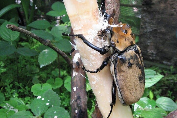 Guided Butterfly Conservatory Tour Arenal Costa Rica photo 4