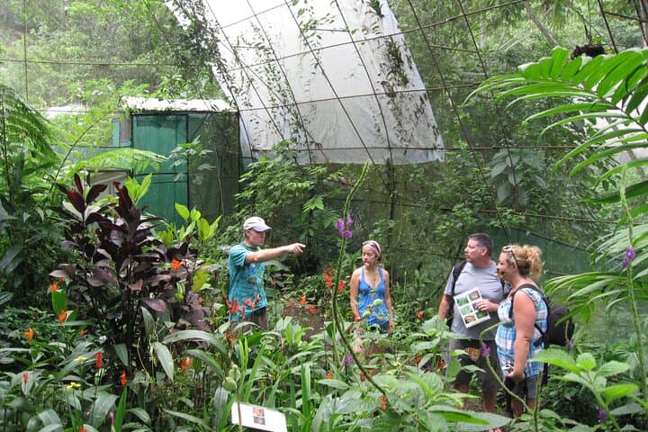 Guided Butterfly Conservatory Tour Arenal Costa Rica photo 6