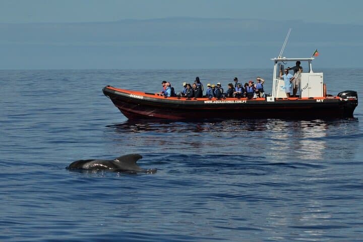 Half-Day Whale and Dolphin Watching off Pico Island, Azores photo 3