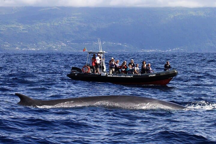 Half-Day Whale and Dolphin Watching off Pico Island, Azores photo 2