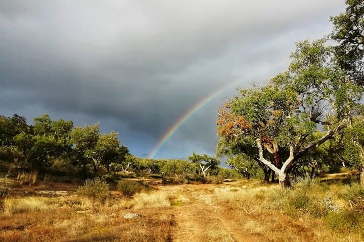 Walk the Alentejo Cork Forests: 2-Hour Guided Cork Farm Walk from Redondo photo 6
