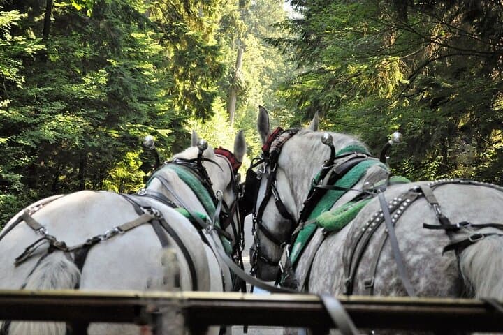Stanley Park Horse-Drawn Carriage Tour — 1-Hour Guided Ride in Vancouver photo 4