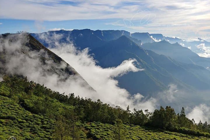 Full-Day Private Munnar Tour from Kochi — Mattupetty Dam, Tea Museum & Spice Plantations photo 3