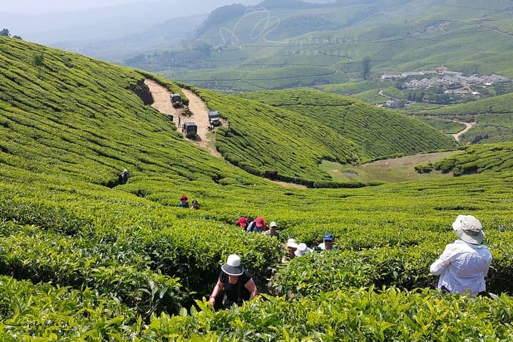 Pedal Green: Munnar Tea Plantation Bicycle Tour photo 4