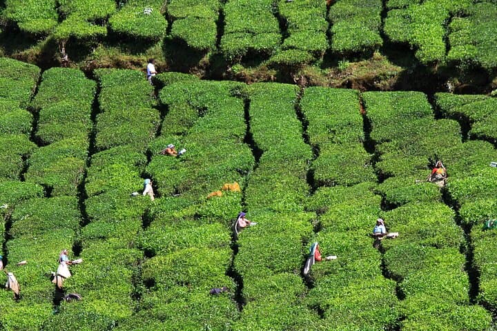 Pedal Green: Munnar Tea Plantation Bicycle Tour photo 5