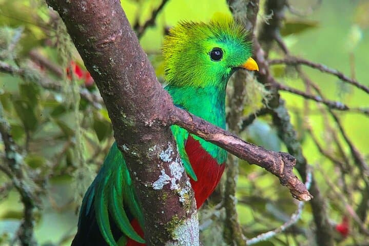 Quetzal Birding at San Gerardo de Dota: Dawn Patrol in Costa Rica's Cloud Forest