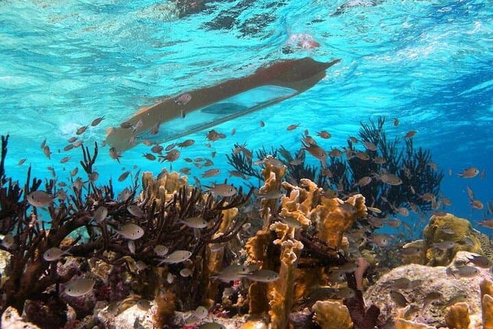 Clearbottom Mangrove Kayak & Snorkel Tour in Lac Bay, Bonaire photo 2