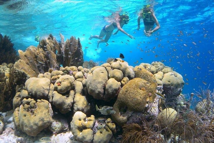 Clearbottom Mangrove Kayak & Snorkel Tour in Lac Bay, Bonaire photo 4