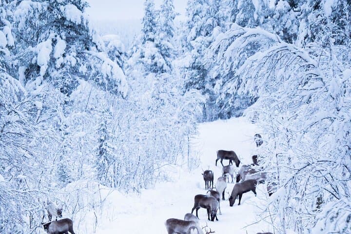 Become a Reindeer Herder: Full-Day Sámi Reindeer Experience near Kiruna photo 6