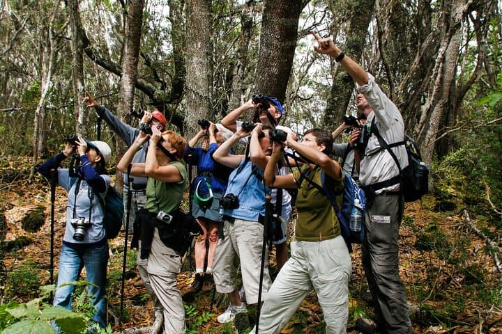 Inside Hakalau: A Full-Day Birding Adventure in Hawaii’s High Forests