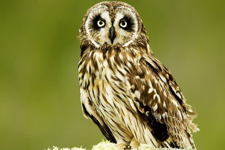 Inside Hakalau: A Full-Day Birding Adventure in Hawaii’s High Forests photo 2