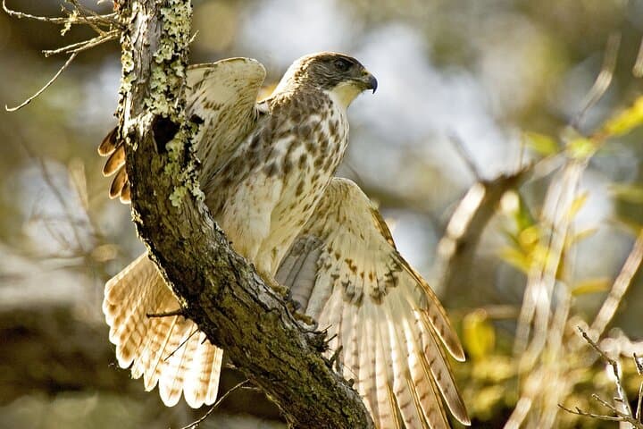 Inside Hakalau: A Full-Day Birding Adventure in Hawaii’s High Forests photo 3